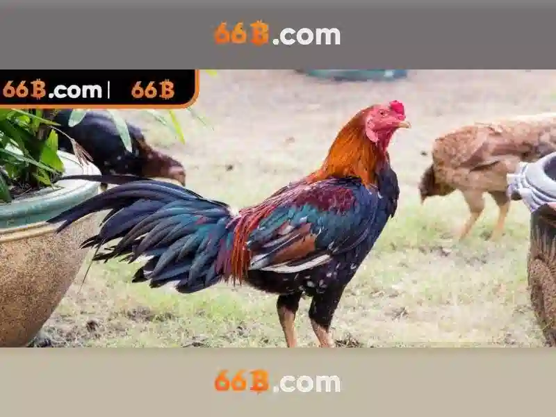 So sánh giao diện casino trực tuyến