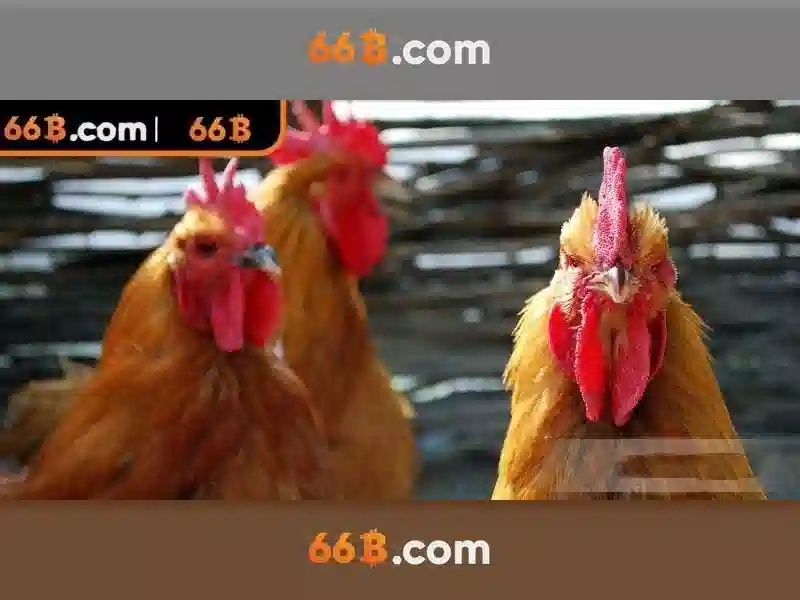 Khuyến nghị và tương lai của 66b