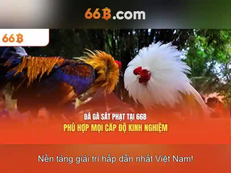 66b là gì?