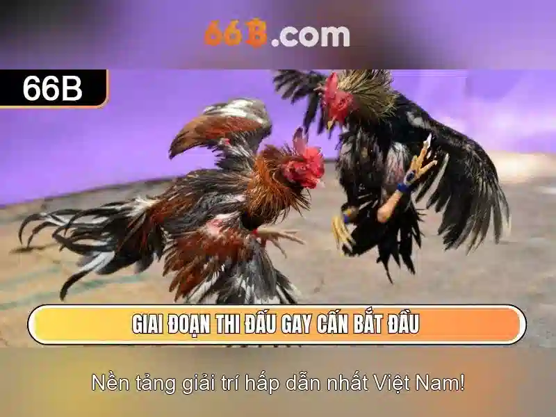 66b: một khái niệm mở và tiềm năng
